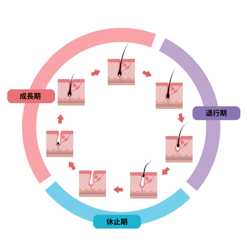 毛が抜けるのは、毛周期が関係しています！